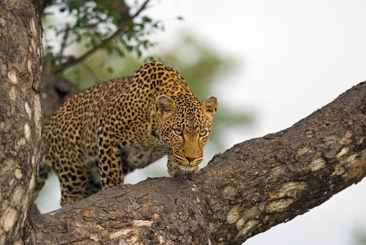 Pondoro Game Lodge Balule Game Reserve Exterior photo