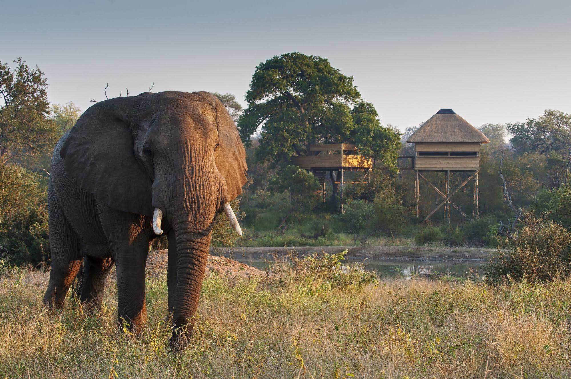 Pondoro Game Lodge Balule Game Reserve Exterior photo